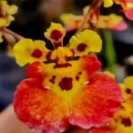 Tolumnia Golden Sunray x Firm Red Red Devil